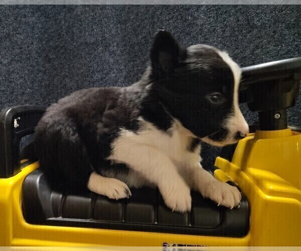 Medium Photo #14 Border Collie Puppy For Sale in NORBORNE, MO, USA