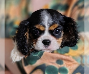 Cavalier King Charles Spaniel Puppy for sale in ELIZABETHTON, TN, USA