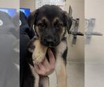 Small German Shepherd Dog Mix