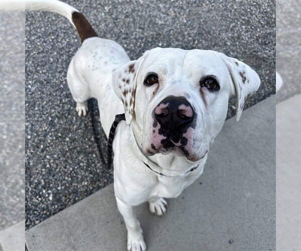 Medium Photo #2 Boxer-Unknown Mix Puppy For Sale in Palmetto, FL, USA
