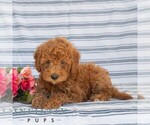Small #4 Goldendoodle (Miniature)