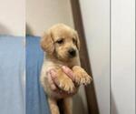 Small Photo #4 Golden Retriever Puppy For Sale in SPENCER, TN, USA