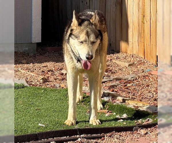 Medium Photo #3 Siberian Husky Puppy For Sale in Omaha, NE, USA