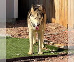 Small #2 Siberian Husky