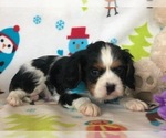 Small Photo #6 Cavalier King Charles Spaniel Puppy For Sale in CLAY, PA, USA