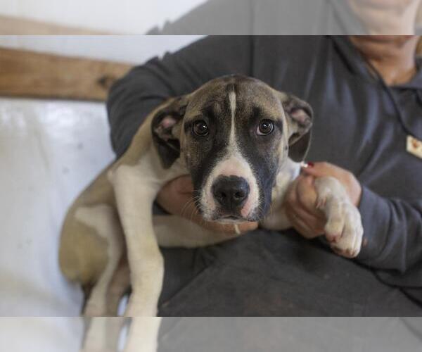 Medium Photo #1 Mastiff-Unknown Mix Puppy For Sale in Mountain Home, AR, USA