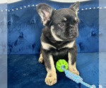 Small #4 French Bulldog