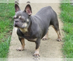 Mother of the French Bulldog puppies born on 12/01/2022