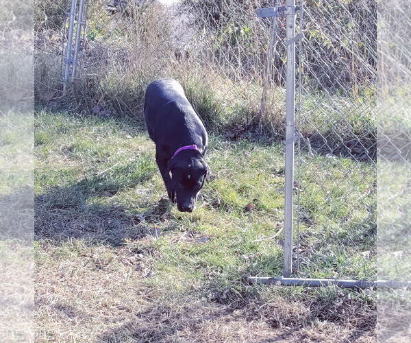 Medium Photo #9 German Shorthaired Lab Puppy For Sale in Stover, MO, USA