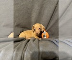 Small Photo #2 Dachshund Puppy For Sale in CONVOY, OH, USA
