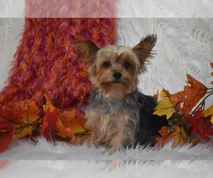 Mother of the Yorkshire Terrier puppies born on 07/09/2025