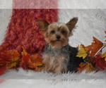 Small Photo #1 Yorkshire Terrier Puppy For Sale in ELDORADO, OH, USA