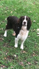 Father of the English Springer Spaniel puppies born on 12/15/2018
