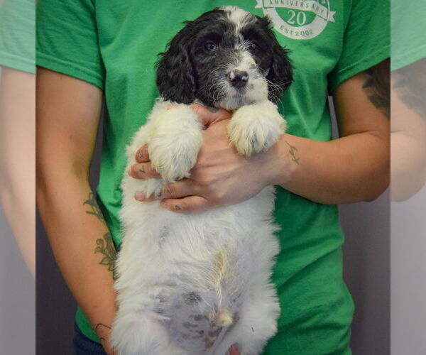 Medium Photo #3 Spaniel-Unknown Mix Puppy For Sale in Huntley, IL, USA