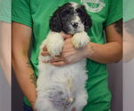 Small #2 Spaniel Mix
