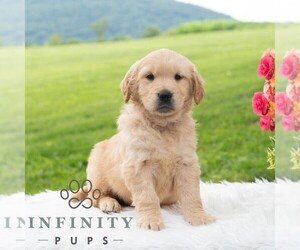 Golden Retriever Puppy for sale in NEWPORT, PA, USA