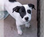 Small Photo #9 Labrador Retriever-Unknown Mix Puppy For Sale in San Diego, CA, USA