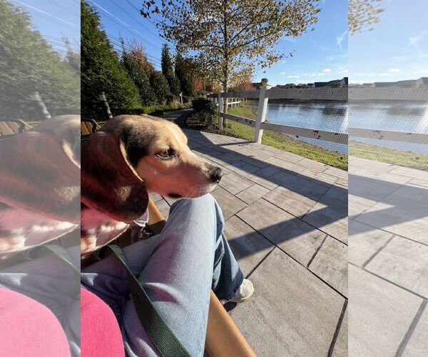 Medium Photo #3 Beagle Puppy For Sale in Woodbury, NY, USA