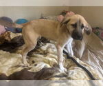 Small #2 Anatolian Shepherd Mix