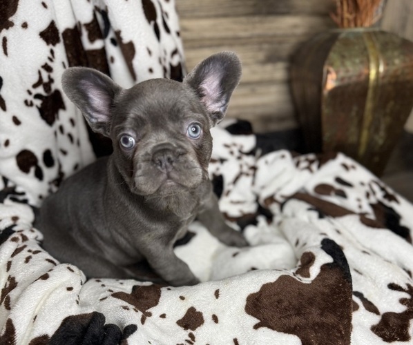 Medium Photo #1 French Bulldog Puppy For Sale in WINDSOR, MO, USA