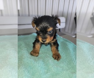 Yorkshire Terrier Puppy for sale in HURSHTOWN, IN, USA
