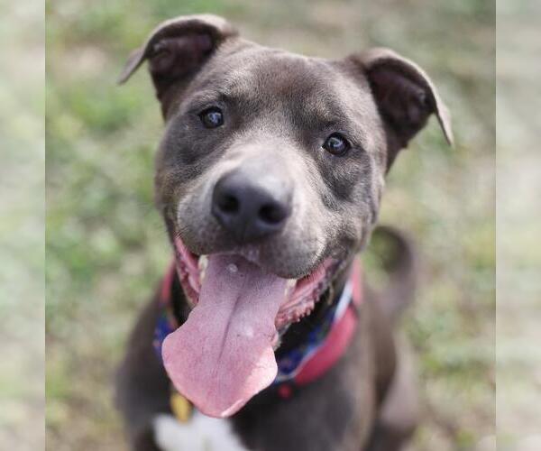 Medium Photo #1 American Staffordshire Terrier-Unknown Mix Puppy For Sale in San Antonio, TX, USA