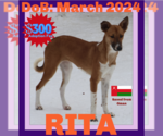 Small #1 Saluki-Whippet Mix