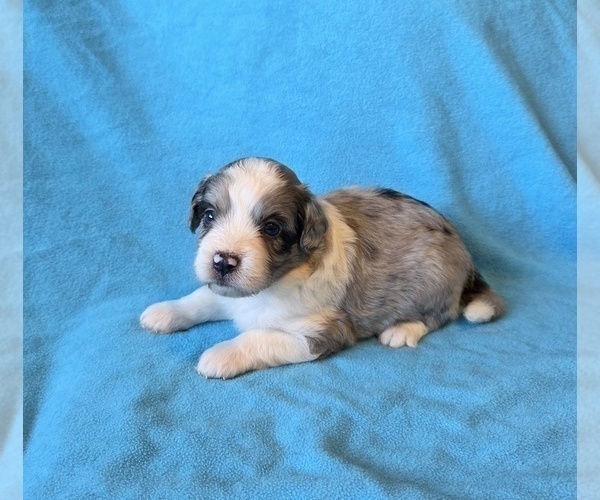 Medium Photo #9 Aussiedoodle Puppy For Sale in WILLS POINT, TX, USA