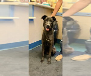 Labrador Retriever-Unknown Mix Dogs for adoption in Santa Maria, CA, USA