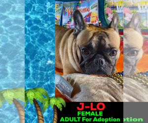 French Bulldog Puppy for sale in HEATHROW, FL, USA