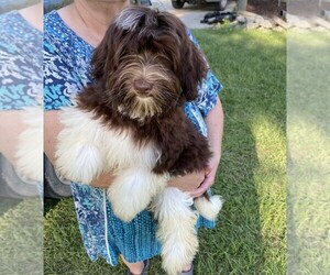 Havanese Puppy for sale in NASHVILLE, GA, USA