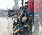 Small American Pit Bull Terrier Mix