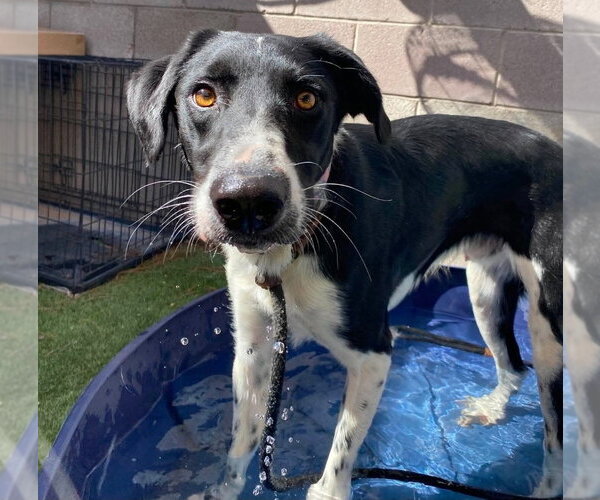 Medium Photo #4 Border Collie-Unknown Mix Puppy For Sale in Lakewood, CO, USA