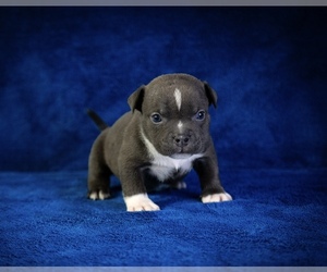 American Bully Puppy for sale in ATLANTA, GA, USA