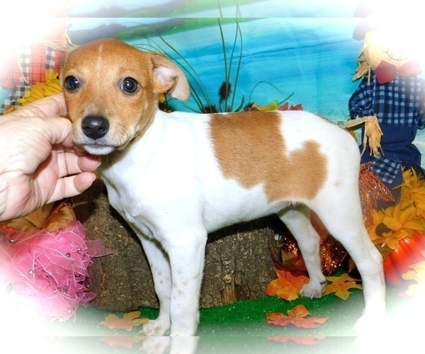 Medium Photo #1 Jack-Rat Terrier Puppy For Sale in HAMMOND, IN, USA