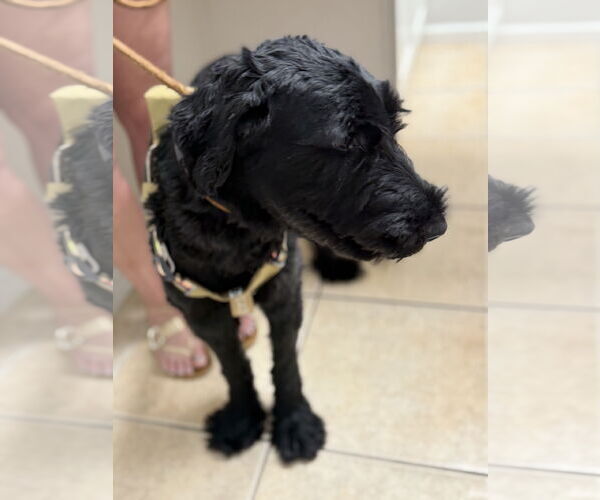Medium Photo #4 Mutt Puppy For Sale in Valrico, FL, USA