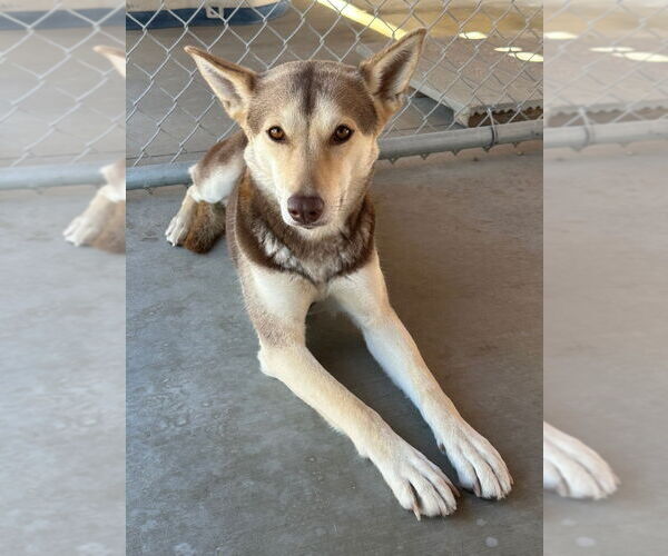 Medium Photo #3 Mutt Puppy For Sale in Emmett, ID, USA