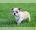 Small #2 French Bulldog