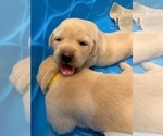 Small Photo #3 Labrador Retriever Puppy For Sale in OAKRIDGE, OR, USA