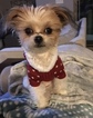 Small Photo #1 Mi-Ki Puppy For Sale in GRAND ISLAND, NE, USA