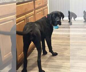 American Pit Bull Terrier-Great Dane Mix Dogs for adoption in Catasauqua, PA, USA
