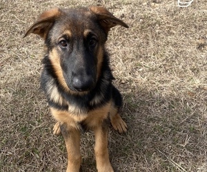 German Shepherd Dog Puppy for sale in SAN ANTONIO, TX, USA