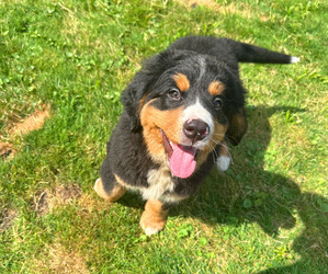 Bernese Mountain Dog Puppy for sale in NOVI, MI, USA