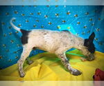 Small #1 Mutt