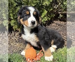 Image preview for Ad Listing. Nickname: Murphy