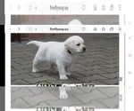 Small #8 Labrador Retriever