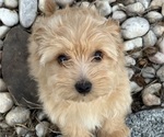 Small #4 Yo-Chon