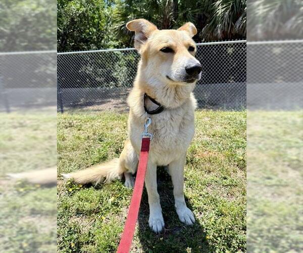 Medium Photo #1 German Shepherd Dog Puppy For Sale in Naples, FL, USA