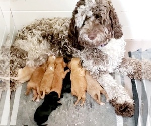 Mother of the Cockapoo puppies born on 04/18/2022