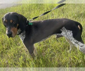 Bluetick Coonhound Dogs for adoption in Low Moor, VA, USA